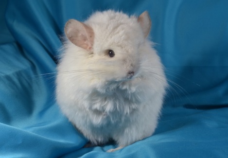 Ценный мех шиншилл